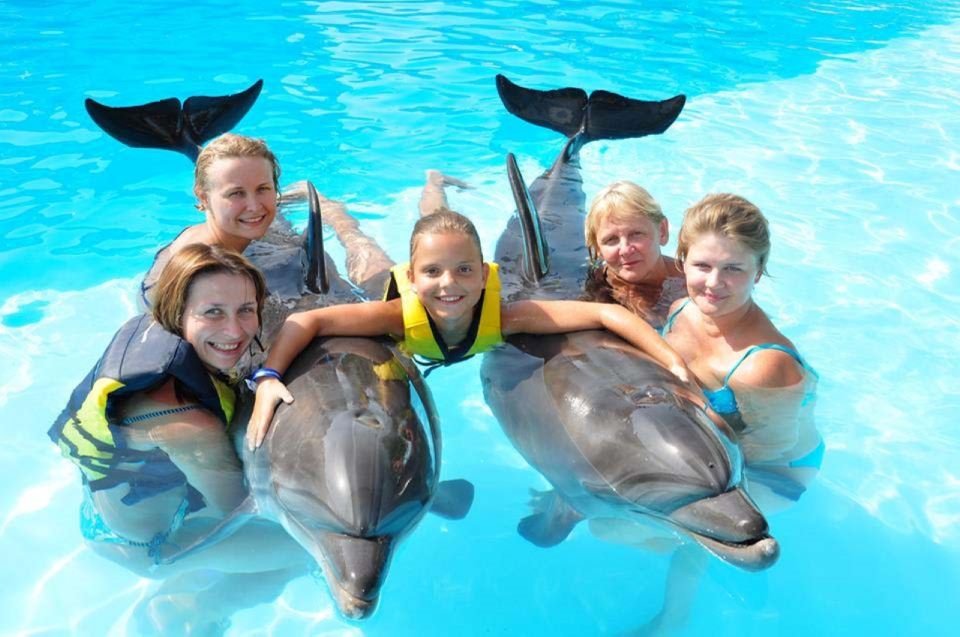 Dolphin Experience Show And Optional Dolphin Swimming 3